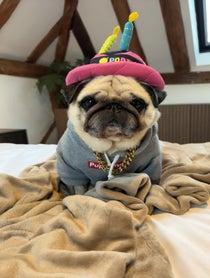 Poster for Birthday video from Puggy Smalls