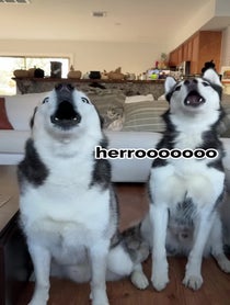 Poster for Pep Talk video from The Husky Moon