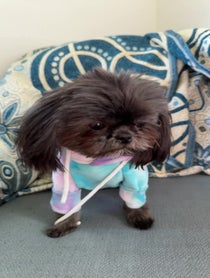 Poster for Other video from Kimchi the the Shih Tzu