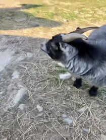 Poster for Birthday video from Willowlane alpacas Gary & Karen goats