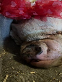 Poster for Birthday video from Abby The Pink Piggy