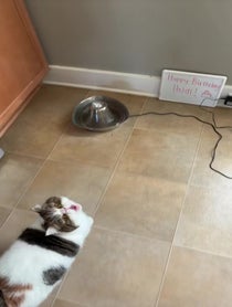 Poster for Birthday video from Papaya The Cat