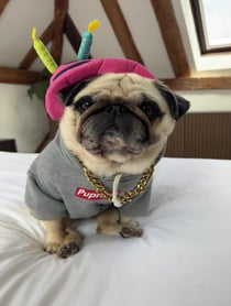 Poster for Birthday video from Puggy Smalls