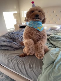 Poster for Birthday video from Bentley The Goldendoodle Puppy