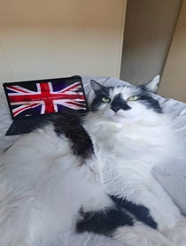 Poster for Birthday video from Fluffy British Cat