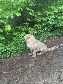 Poster for Birthday video from Cincinnati Zoo Cheetahs