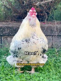 Poster for Birthday video from Chicken Happy Hour