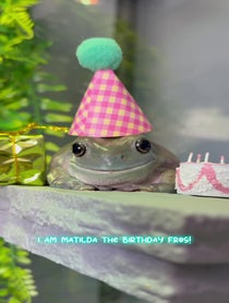 Poster for Birthday video from The Frogs & Tay