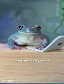 Poster for Intro video video from The Frogs & Tay