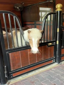 Poster for Other video from R&R Ranch Miniature Horse Sanctuary