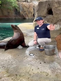 Poster for Other video from Sea Lions at Houston Zoo