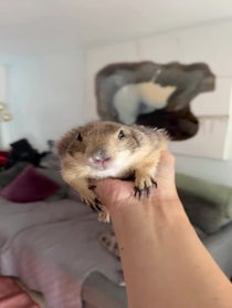 Poster for Birthday video from Poppy_the_Prairie_Dog