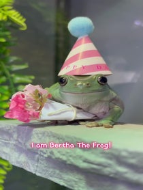 Poster for Mother's Day video from The Frogs & Tay