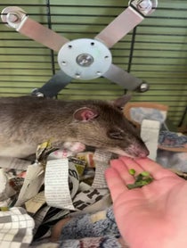 Poster for Other video from Remy & Emillie the African Pouched Rats