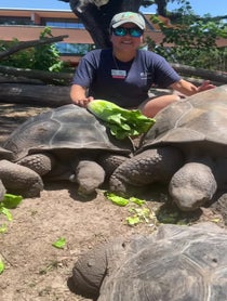 Poster for Mother's Day video from Galàpagos Tortoise at Houston Zoo