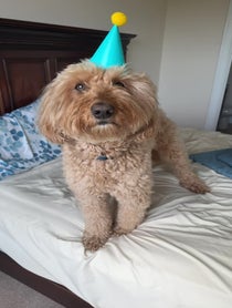 Poster for Birthday video from Bentley The Goldendoodle Puppy