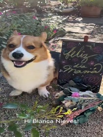 Poster for Mother's Day video from Milo