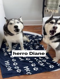 Poster for Other video from The Husky Moon