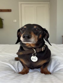 Poster for Mother's Day video from Bruno The Mini Dachshund