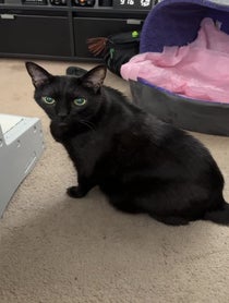 Poster for Mother's Day video from Manny Halloween Cat