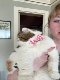Poster for Gift video from Papaya The Cat