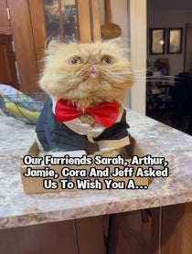 Poster for Gift video from Walter Bishop the Cat