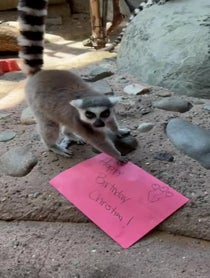 Poster for Birthday video from Ring Tailed Lemur Family