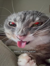 Poster for Other video from Rigby Cat