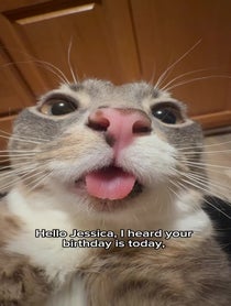 Poster for Birthday video from Rigby Cat