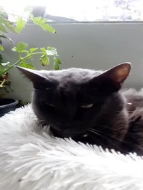 Poster for Father's Day video from Metallicat and Babycat