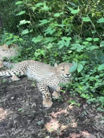 Poster for Birthday video from Cincinnati Zoo Cheetahs
