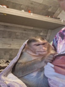 Poster for Birthday video from MonkeyPaisley