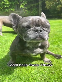 Poster for Birthday video from Bertie the Frenchie