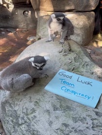 Poster for Other video from Ring Tailed Lemur Family