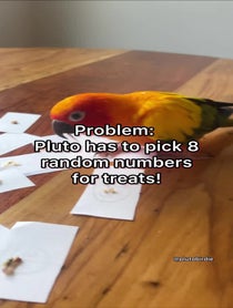 Poster for Other video from Plutobirdie