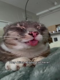 Poster for Pep Talk video from Rigby Cat