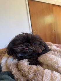 Poster for Birthday video from Kimchi the the Shih Tzu