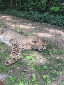 Poster for Birthday video from Cincinnati Zoo Cheetahs