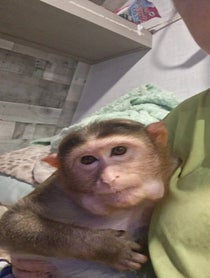 Poster for Birthday video from MonkeyPaisley