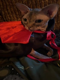 Poster for Birthday video from Mochi the psychic cat