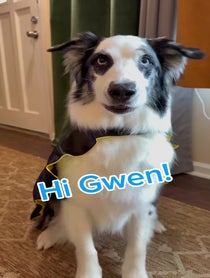 Poster for Question video from Merlin the Aussie