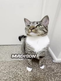 Poster for Other video from chillcatguy