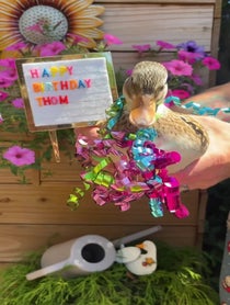 Poster for Birthday video from Cheese and Quackers Ducks