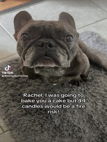 Poster for Birthday video from Bertie the Frenchie