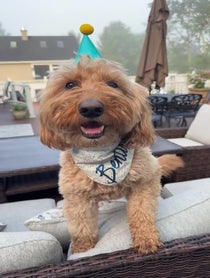 Poster for Birthday video from Bentley The Goldendoodle Puppy