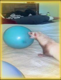 Poster for Birthday video from Tuna Lynn