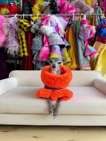 Poster for Other video from Tika the Iggy