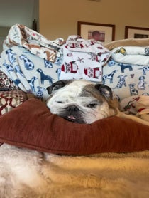 Poster for Birthday video from Reuben the Bulldog