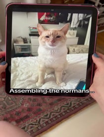 Poster for Birthday video from Norman