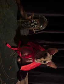 Poster for Birthday video from Mochi the psychic cat